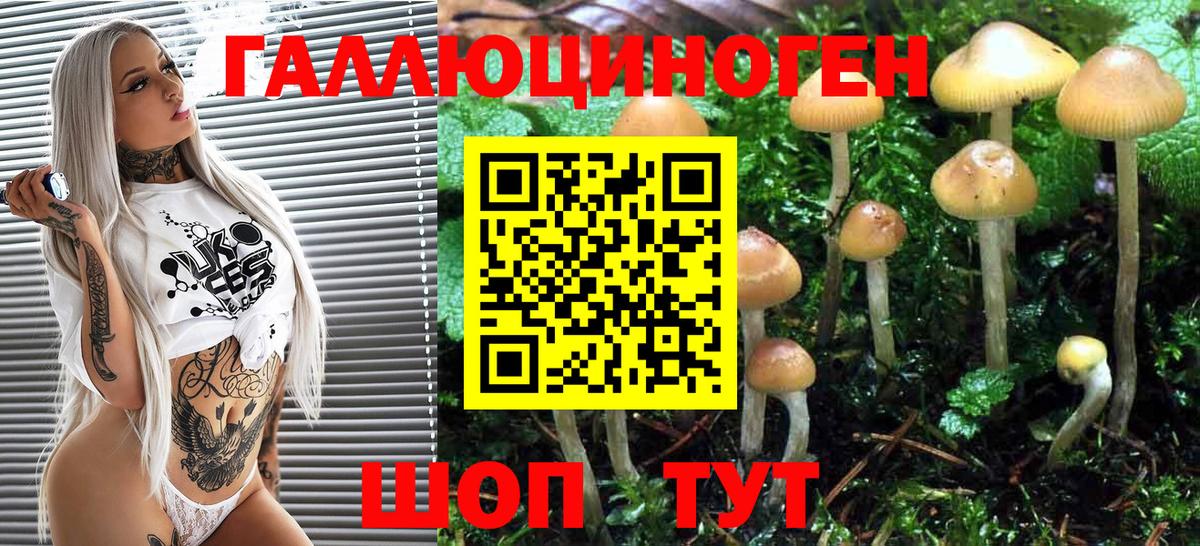 Псилоцибиновые грибы Psilocybe Северск